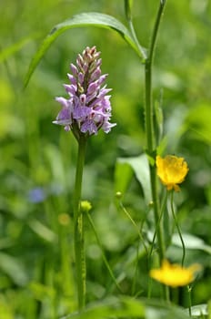 Fuchs' finger-boy herb (Dactylorhiza fuchsii) at meissner
