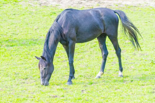 Horse grazing on a beautiful green pasture.