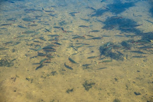 Group of Common Rudd fish in a pond