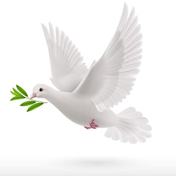dove flying with a green twig in its beak