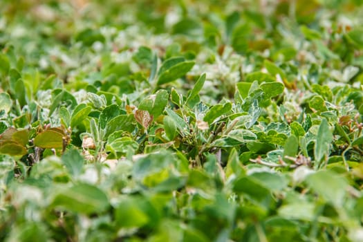 Green leaves background nature wallpaper