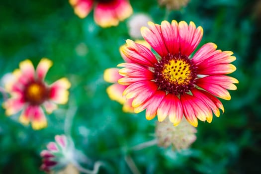 beauty  flower on green background, flower garden