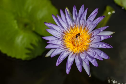 bee in purple lotus at pond, background