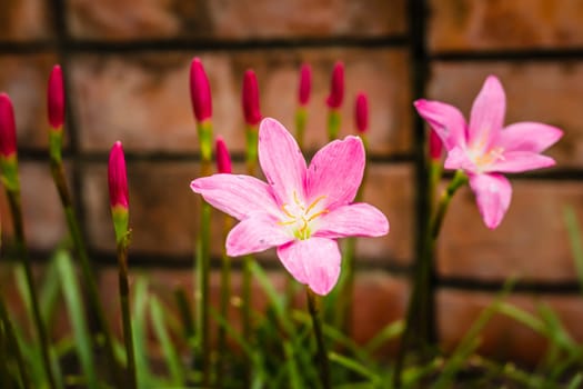 pink flower wigh brown blick wall , background