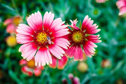 bee on the flower, collecting nectar
