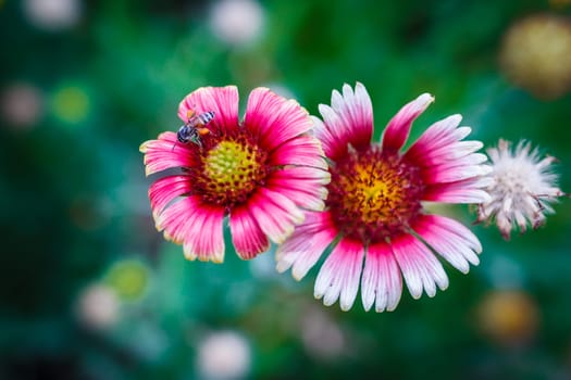 bee on the flower, collecting nectar