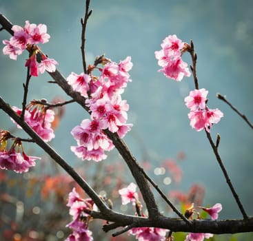 Wild Himalayan cherry flower
