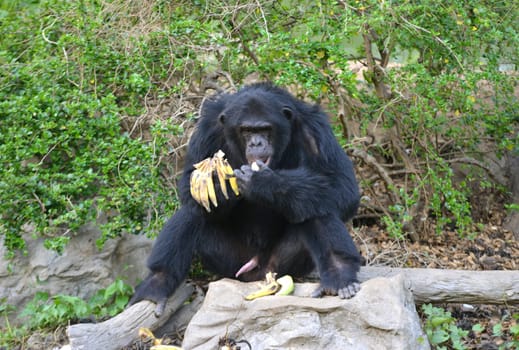 chimpanzee eating banana in zoo