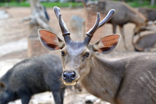 sambar deer with velvet antler