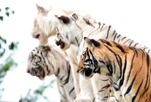 bengal and white bengal tiger show in thailand