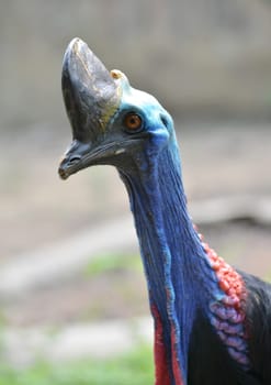 close up of cassowary head