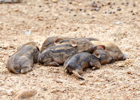 group of sleeping baby wid boar
