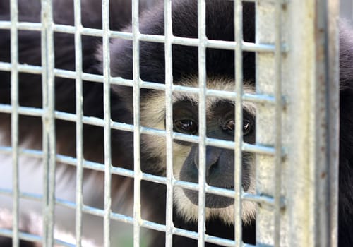 unhappy expression gibbon in cage