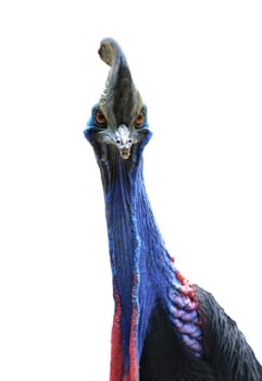 close up of cassowary head isolated on white background