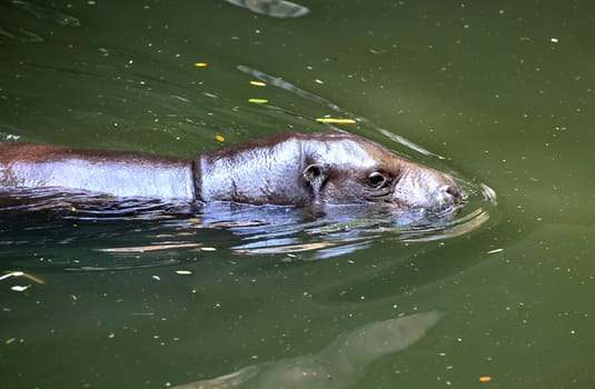 a pygmy hippo swimming in the water