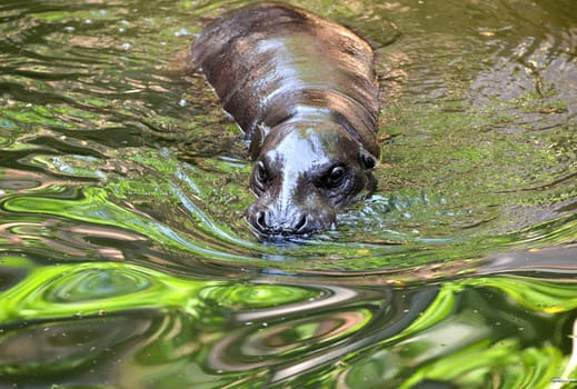 a pygmy hippo swimming in the water