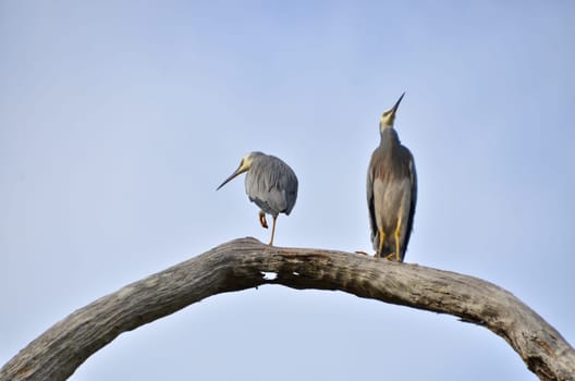 2 herons on the branch