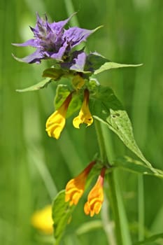 Hain-Wachtelweizen (Melampyrum nemorosum) at the Meissner