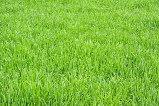 green meadow background