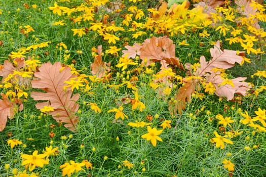 autumn,leaves,seasonal,background,seasonal,leafy,autumn leaves,colorful
