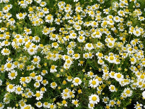 Chamomile Flowers