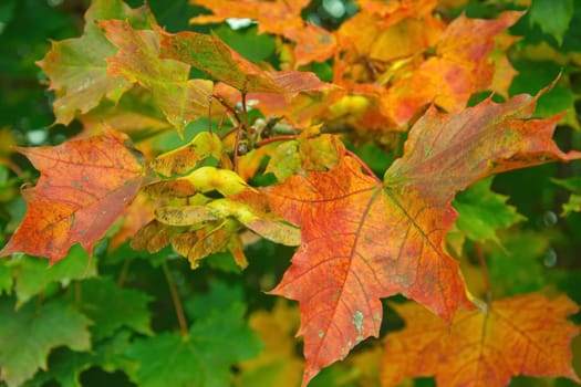 autumn,leaves,seasonal,background,seasonal,leafy,autumn leaves,colorful