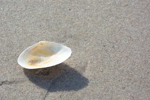 Shell shell on the beach