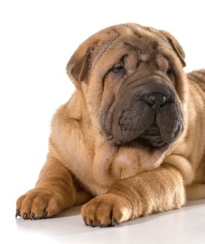 chinese shar pei puppy isolated on white background