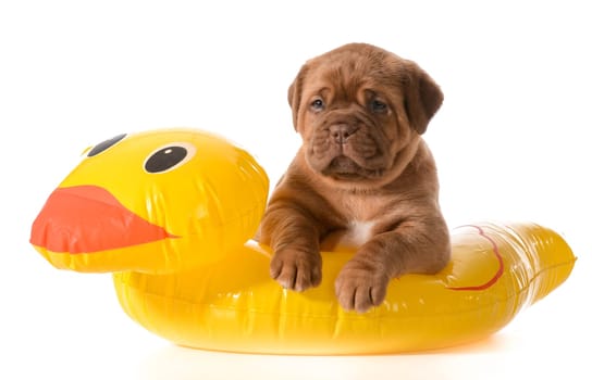 dog water safety - dogue de bordeaux in floatation device