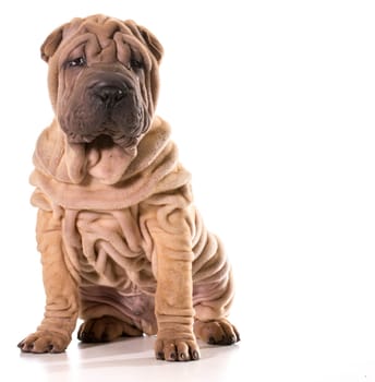 chinese shar pei sitting isolated on white background