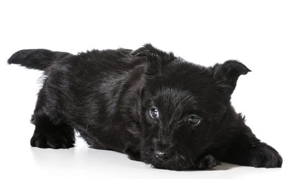 Scottish Terrier puppy in play bow isolated on white background - 4 weeks old