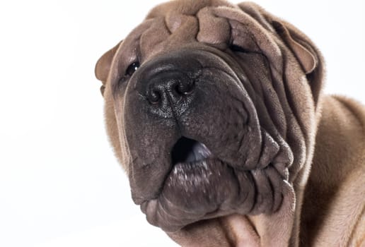 chinese shar pei head portrait isolated on white background