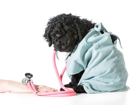 veterinary care - barbet puppy dressed like veterinarian helping person