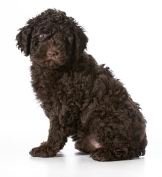 cute puppy sitting - barbet 7 weeks old