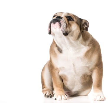dog looking up - english bulldog 8 months old