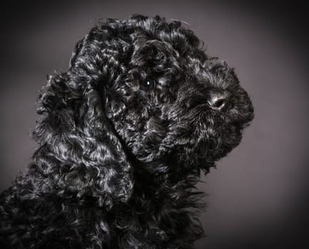 cute barbet puppy portrait on black background