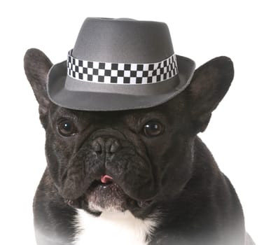 french bulldog wearing fedora hat