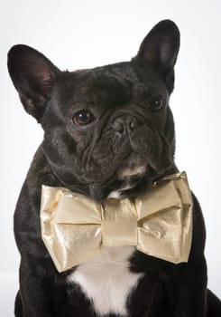 french bulldog wearing bowtie