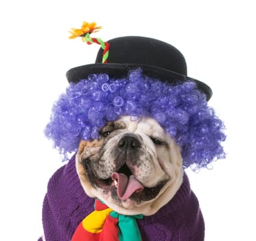 silly dog wearing clown costume on white background - english bulldog