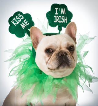 St Patricks Day dog - french bulldog