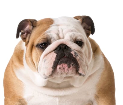 english bulldog portrait on white background