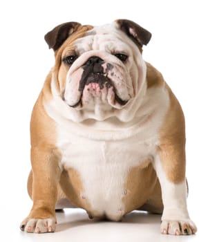 english bulldog portrait on white background