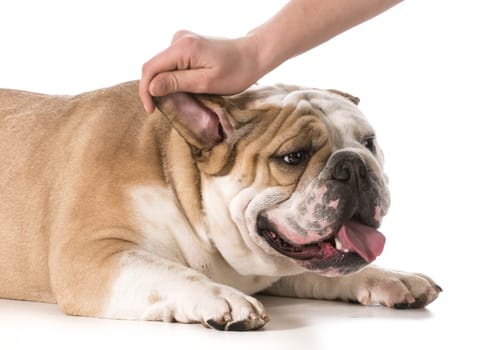 hand petting an english bulldog on white background