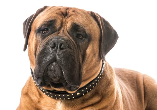 bullmastiff male portrait on white background