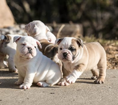 puppies playing - english bulldog litter outside