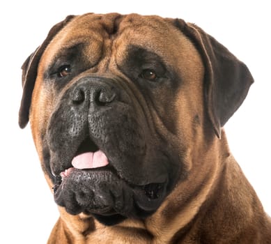 bullmastiff male portrait on white background