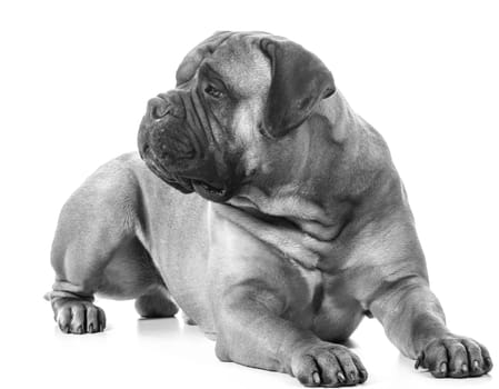 bullmastiff male laying down on white background