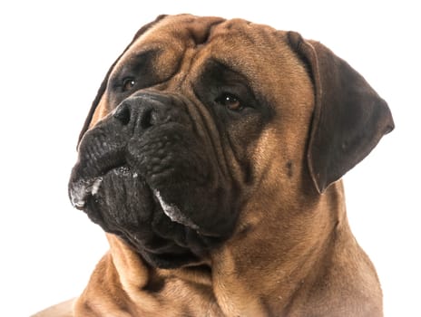 bullmastiff drooling on white background