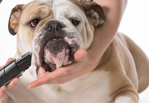 dog grooming - english bulldog getting ears shaved on white background