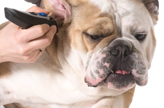 dog grooming - english bulldog getting ears shaved on white background